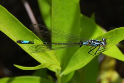 Zoniagrion exclamationis-Female-3.jpg