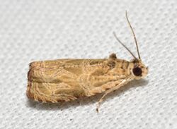 - 2817 – Olethreutes permundana – Raspberry Leafroller Moth (27765890866).jpg