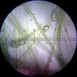 Filamentous cyanobacterium