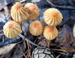 2016-08-16 Marasmius siccus (Schwein.) Fr 714682.jpg