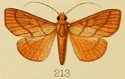 213-Placosaris triticalis (Kenrick, 1907).JPG