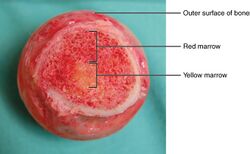 619 Red and Yellow Bone Marrow.jpg