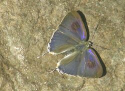 AB102 Hypolycaena erylus.JPG