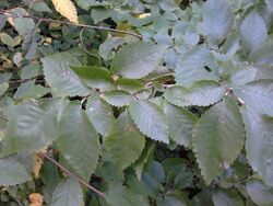 AZ0121 Unknown Ulmus. Warriston Cemetery, Edinburgh (00).jpg