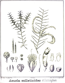 Acacia colletoides.PNG