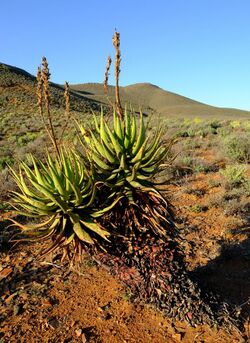 Aloe khamiesensis 94946258.jpg