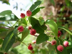 Amelanchier laevis 5393665.jpg