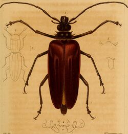 Annales de la Société entomologique de France (1842) (14594611418).jpg