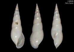 Annulobalcis procera (MNHN-IM-2000-5682).jpeg
