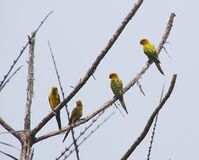 Aratinga maculata.jpg