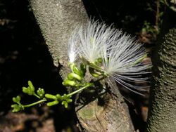 Archidendron lucyii flowers.jpg