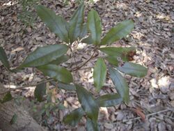 Argyrodendron trifoliatum foliage.jpg