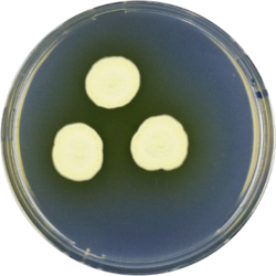 Aspergillus taichungensis cya.png