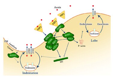 File:Auxin signaling in leaves.tiff
