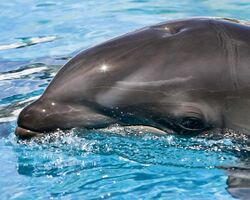 Kawili Kai, born to a female wholphin by a male dolphin, at 9 months of age in September 2005