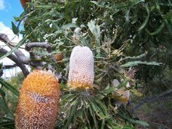 Banksia prionotes 1 gnangarra.jpg