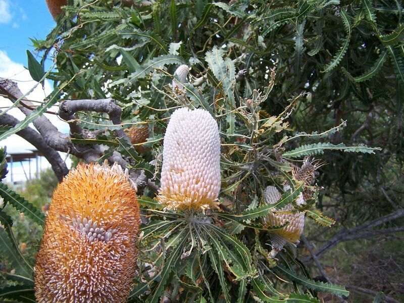 File:Banksia prionotes 1 gnangarra.jpg