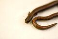 Batrachoseps gavilanensis - Gabilan Mountains Slender Salamander 02.jpg