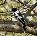Black-backed Butcherbird. Cracticus mentalis (48641251982).png