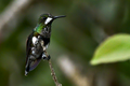 Black-bellied Thorntail perched.png