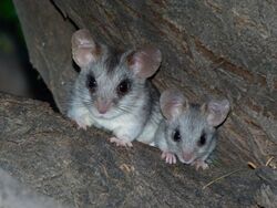 Black-tailed Tree Rat (Thallomys nigricauda) with young (6854291852).jpg