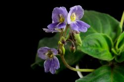 Boea hemsleyana flowers.jpg