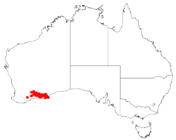 Boronia baeckeaceaDistMap11.png