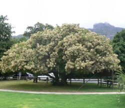 Brabejum stellatifolium tree in flower - Cape Town 6.JPG