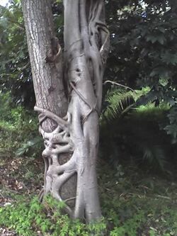 Bridelia micrantha Ficus natalensis.JPG
