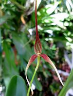 Bulbophyllum unitubum - Flickr 003.jpg
