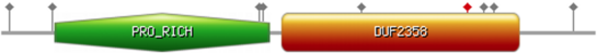 Schematic illustration of the C6orf136 protein with proline rich domain and DU2358 domain. The gray markers indicate predicted phosphorylation sites, and the red marker indicates a predicted SUMOylation site. Image made with Prosite MyDomains tool.