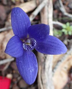 Caladenia gemmata.jpg