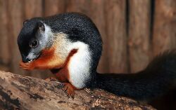 Prevost's squirrel (Callosciurus prevosti)