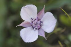 Calochortus umbellatus.jpg