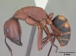 Camponotus socius casent0103711 profile 1.jpg
