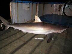 A large bronze-colored shark lying on the deck of a boat