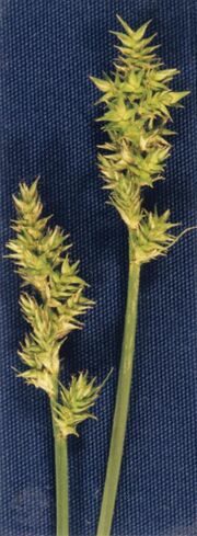 Carex arcta NRCS-1.jpg