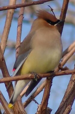 CedarWaxWing Rockwall TX US.jpg