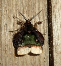 Ceroctena amynta. Noctuidae - Flickr - gailhampshire.jpg
