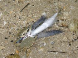 Cheilopogon melanurus eaten by Callinectes sapidus.jpg