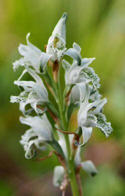 Chloraea-volkmanii-inflorescence.jpg