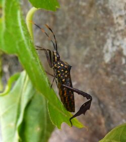 Citron Bug (Leptoglossus gonagra)^ Coreidae - Flickr - gailhampshire (1).jpg