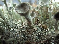 Cladonia fimbrata (6).jpg