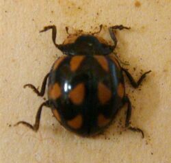 Coccinella leonina (card mounted).jpg