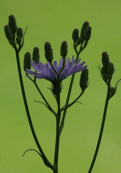 Common Blue Sow-thistle (Cicerbita macrophylla) - geograph.org.uk - 660508.jpg