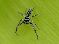 Cosmophasis micarioides (male) 6853-2.jpg