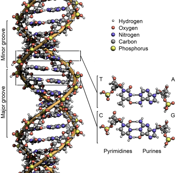 File:DNA Structure+Key+Labelled.png