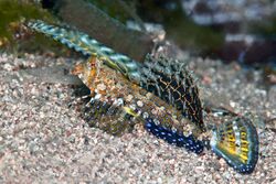 Dactylopus kuiteri (Orange and Black Dragonet) - Dumaguete, Philippines-Edit.jpg