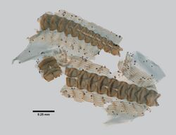 Dendronotus elegans (YPM IZ 010761.GP).jpeg