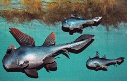 Diorama of Mississippian fossil fish - Echinochimaera 1 (45701011771).jpg